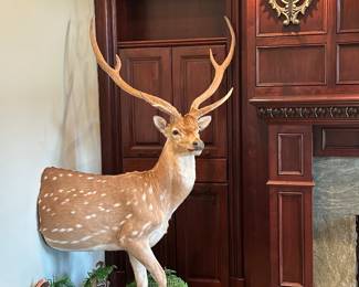 Beautiful 1/2 body mounted Axis deer
Original cost to mount and ship 4000