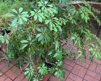 Plant