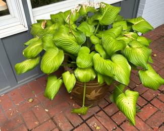 Pot and plant