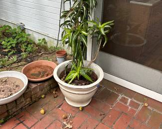 Miscellaneous potted plant