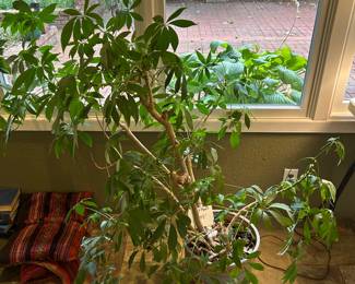 Pot and plant