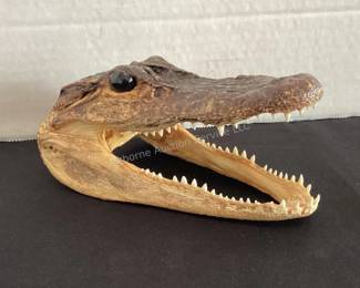 Alligator head
