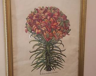 Hand Colored Botanical Print