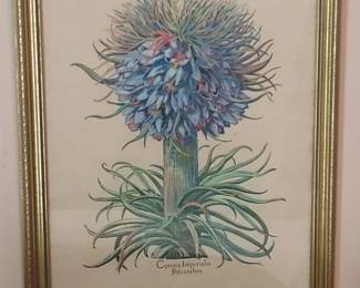 Hand Colored Botanical Print