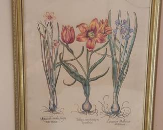 Hand Colored Botanical Print