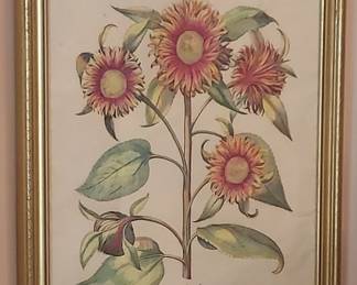 Hand Colored Botanical Print
