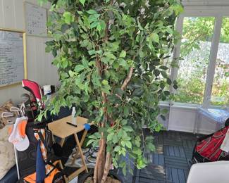 2 Patio Plant