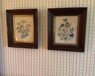 Botanical Prints