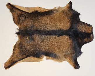 Authentic Goat Hide is 35 x 28in
