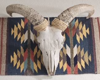 Genuine Ram Whitewashed Skull w/ Horns