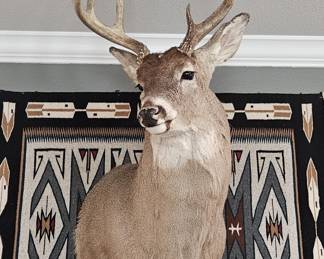 Taxidermy 9 Point Buck Shoulder Mount