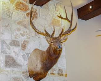 Elk shoulder mount