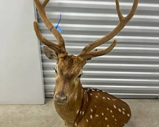 Elk shoulder mount