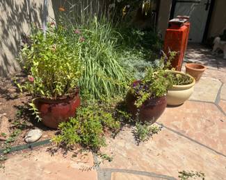 Decorative Pots and Plants