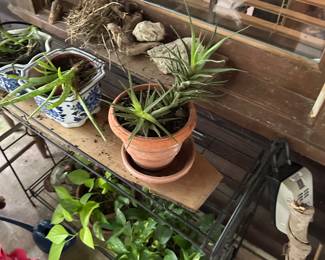 Various plants ready for a new home! 