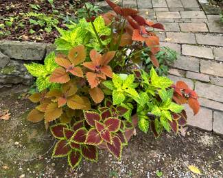 Coleus plant