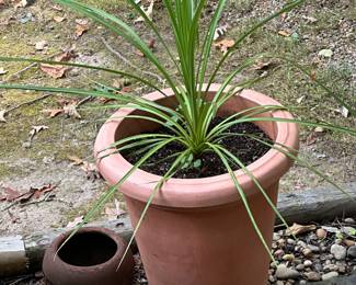 outdoor plant, various planters