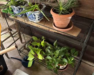 Various plants ready for a new home! 
