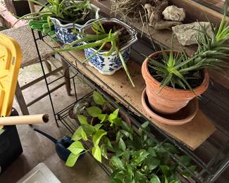 Various plants ready for a new home! 