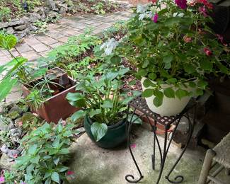 Lots of beautiful plants!