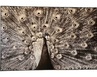 Huge Peacock Print