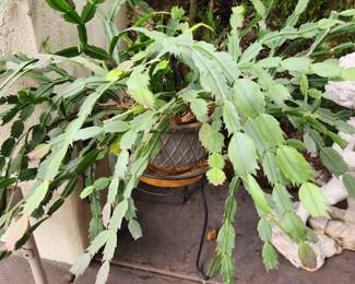 Live Plants - Christmas Cactus. 