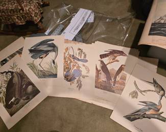 Audubon bird prints