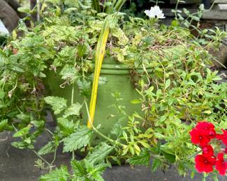 Outdoor ceramic pots and plants