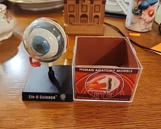 Human anatomy model of an eye