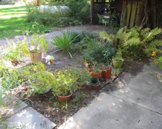 Outdoor Plants