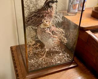 Taxidermy quail