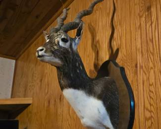African mount