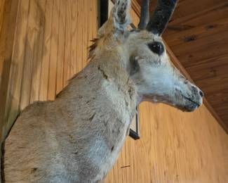 African mount