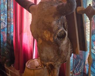 Early skull