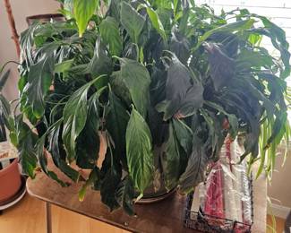 Potted House Plants