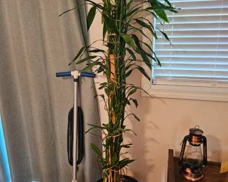Potted House Plant, Orbital Floor Cleaning Machine