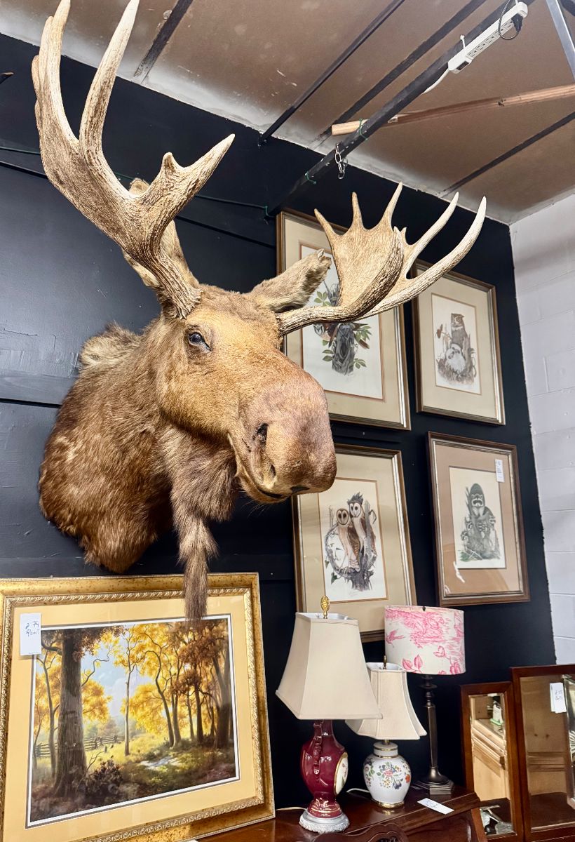 Vintage Alaskan Moose Mount