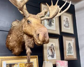 Vintage Alaskan Moose Mount
