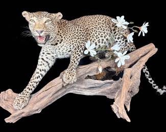 Jaguar Full Body Mount