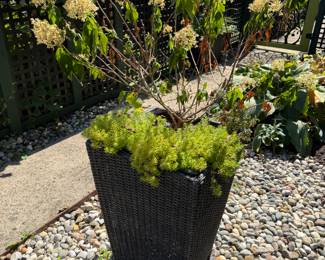 Planters, Plants