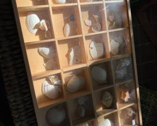 Shells, Organizer 