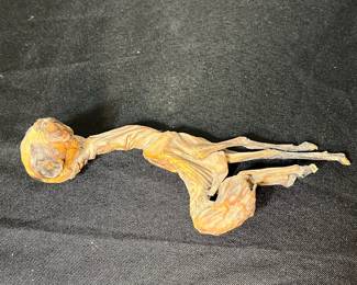 K83 - $60. Small Mummified Llama Fetus. 