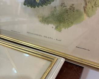 M41 - $275. Set of 5 Hummingbird Prints. (Thalurania Refulgens, Petasophora Iolata, Heliodoxa Jacula, Hylonnympha Macrocerca, Glaucis Fraseri) J. Gould & H C Richter, del et lith. Hullmandel & Walton, Imp. Each frame measures 17.5" wide x 22" tall. 