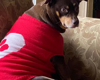 Zelda in her Festive Sweater! NFS. Family Pet.
