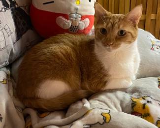 Lotus. Family Kitty. NFS. 