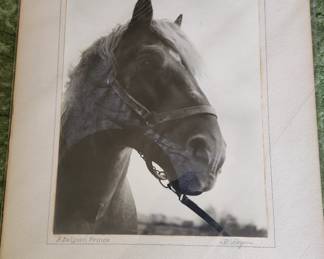 "A Belgian Prince" by A. Rogers Floyd from Albion, Michigan 1939