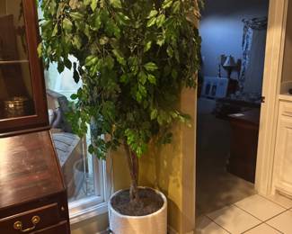 " Never Needs to be Watered"