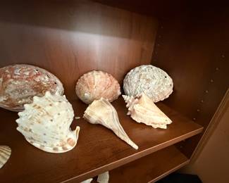 Abalone and other sea shell collection