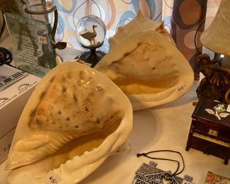 large seashells