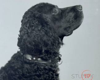 Vintage Framed Dog Photo